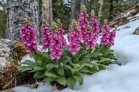 Pink foxglove flowers blooming in snowy mountain landscape, wild Digitalis purpurea growing among rocks and birch trees in early spring forest setting.