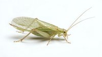 Pale green insect with delicate wings and long antennae isolated on white background, suitable for educational materials, nature illustrations, and design projects.