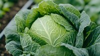 Fresh green cabbage head growing in garden, detailed view of textured leaves with prominent veins and natural pattern in organic vegetable patch.