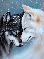 Black and white wolves touching noses in tender moment against snowy winter background, showing wild animal affection and natural behavior in arctic environment.