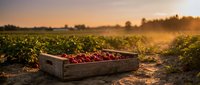 Fresh red apples in wooden crate during golden hour harvest time in orchard field with warm sunset light creating atmospheric farming scene.