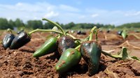 Fresh jalapeno peppers growing on brown soil with visible signs of disease or pest damage, natural agricultural setting against blurred green landscape background.