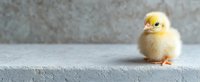 Adorable yellow baby duckling standing on concrete surface against gray background. Close up view with copy space for spring and Easter designs.