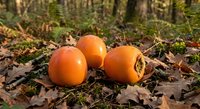 Fresh ripe persimmons scattered on autumn forest floor among fallen leaves creating natural seasonal harvest scene for organic food and nature photography.