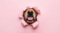 Dog face peeking through torn pink paper hole with tongue out, playful pet portrait on pastel background for creative design projects.