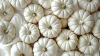 White mini pumpkins arranged in rows creating natural pattern background. Fresh seasonal gourds with ribbed texture and stems for autumn decoration and harvest.