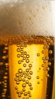 Carbonated beer with golden liquid and rising bubbles, foam head at top, close-up of effervescent beverage in glass showing carbonation and refreshment for beverage, food, and drink design projects.