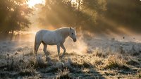 Gray horse standing in misty morning field with frost-covered grass and golden sunlight filtering through trees, suitable for equestrian, nature, and wildlife stock imagery.