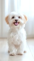 Adorable small white fluffy dog with tongue out sitting on floor indoors. Happy pet portrait for veterinary care, dog training, and pet product marketing.