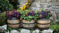 Wooden wine barrels filled with colorful grape clusters creating rustic vineyard decoration against stone wall background for harvest themes.