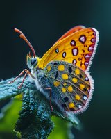 Colorful butterfly with yellow and orange wings featuring purple spots perched on green leaf against dark background. Suitable for nature, wildlife, and educational content.