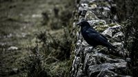 Black raven perched on ancient stone wall with moss and lichen textures creating dramatic natural wildlife scene for editorial and creative projects.