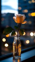 Single white rose in glass bottle against evening cityscape with bokeh lights creating romantic atmosphere. Soft focus photography captures golden hour glow.