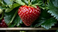 Fresh ripe strawberry with green leaves growing on plant, macro close up view showing detailed texture and natural organic produce.