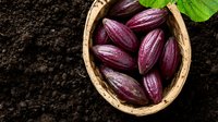 Fresh purple cacao pods in wooden bowl on dark soil background with green leaf. Natural organic chocolate beans harvest for food production.