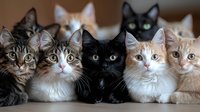 Group of diverse cats with different fur colors and patterns sitting in row, looking at camera. Mixed breed felines showing variety of eye colors and facial expressions.