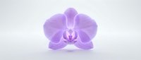 Lavender orchid flower with delicate petals isolated on white background, suitable for botanical designs, wellness branding, and floral arrangements.