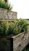 Herb garden growing in rustic wooden raised planter boxes with fresh green foliage and flowering plants, ideal for gardening, landscaping, and outdoor design projects.