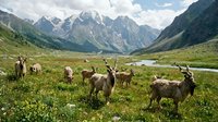Flock of sheep grazing in alpine meadow with dramatic mountain peaks and valley landscape in background during summer pastoral season.