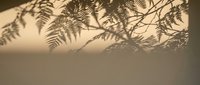 Delicate fern leaf shadows cast on warm beige wall surface creating natural botanical silhouette patterns for interior design and home decor projects.