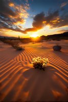 Dramatic sunset over desert sand dunes with rippled patterns, silhouetted saguaro cacti and desert flora against golden sky with vibrant clouds and sunburst.