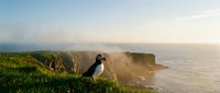 Puffin bird standing on green grass cliff overlooking ocean waves at sunset with dramatic coastal landscape and golden light creating peaceful seascape atmosphere.