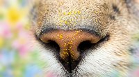 Close-up of a cat's nose with soft fur texture and blurred colorful bokeh background, suitable for pet care, veterinary, and animal wellness content.