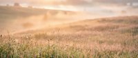 Vast golden wheat field at sunset with soft warm light casting across rolling hills and dry grass, suitable for agricultural, harvest, and nature backgrounds.