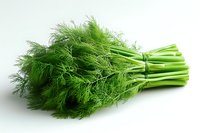 Fresh green dill bunch with stems tied together on white background, aromatic herb isolated for culinary and cooking design projects.