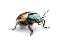 Metallic green and orange Japanese beetle macro photography on white background shows intricate details of insect anatomy and iridescent shell coloring.
