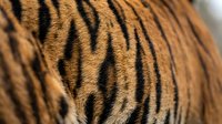 Close-up macro shot of tiger fur showing detailed orange and black striped pattern texture for wildlife and nature design projects.