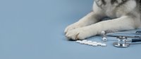 Husky dog paws with stethoscope and pills on blue background for veterinary healthcare and pet medicine concepts.