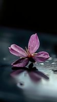 Pink cherry blossom flower floating on calm water surface with reflection and water drops creating serene spa atmosphere for wellness and meditation concepts.