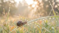 Small snail crawling on wet grass blade with morning dew drops in golden sunlight creating bokeh background for nature and wildlife concepts.