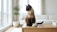 Siamese cat sitting on wooden desk in bright modern living room with white sofa, potted plant, and natural window light, suitable for pet care and home decor content.