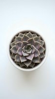 Purple succulent plant in white ceramic pot viewed from above on clean white background for home decor and gardening projects.
