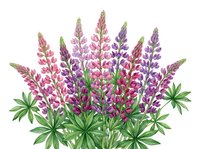 Watercolor lupine flowers in pink and purple hues with green foliage isolated on white background for botanical illustrations and spring designs.