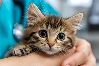 Close up portrait of tabby kitten with big blue eyes at veterinary clinic, being held gently by medical professional in turquoise scrubs during health checkup.