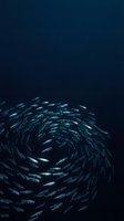 School of small silver fish swimming in circular formation creating spiral pattern in deep blue ocean water for marine biology and underwater concepts.