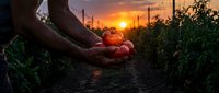 Farmer hands holding fresh ripe red tomatoes in garden at golden sunset, showcasing organic harvest and farm-to-table agriculture concept.