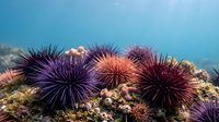 Colorful sea urchins clustered on a rocky reef underwater, with sunlight filtering through clear blue ocean water above.