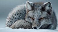 Sleeping arctic fox with thick winter fur coat resting peacefully on snow. Wildlife photography showcasing natural behavior and adaptation to cold climate.