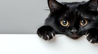 Curious black cat with bright yellow eyes peeking over white edge, playful expression and paws visible, isolated on light gray background for pet and animal designs.