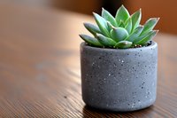 Small green succulent plant in modern concrete pot with speckled texture on wooden surface, soft natural lighting creates gentle bokeh effect in background.