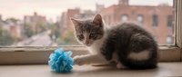 Cute gray and white kitten playing with a blue toy on a windowsill with a blurred urban background on a rainy day.