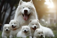 Fluffy white Samoyed dog with five adorable puppies in a sunlit garden setting, showcasing family bond and pure breed characteristics.