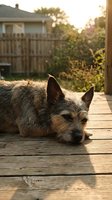 Terrier mix dog resting on wooden deck in backyard during golden hour sunset, with residential house and wooden fence in soft focus background, perfect for pet and lifestyle content.