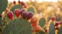 Prickly pear cactus with ripe red purple fruits glowing in golden sunset light. Desert plant with edible tunas ready for harvest in warm evening glow.