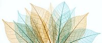 Delicate skeleton leaves in golden yellow and turquoise blue tones arranged in elegant fan pattern on white background for botanical design projects.