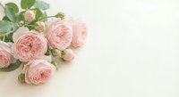 Soft pink roses bouquet on cream background with copy space for romantic wedding invitations greeting cards and feminine branding projects.
